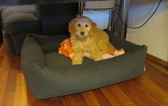 Ein brauner Hund sitzt in seinem Körbchen, das am Boden steht.