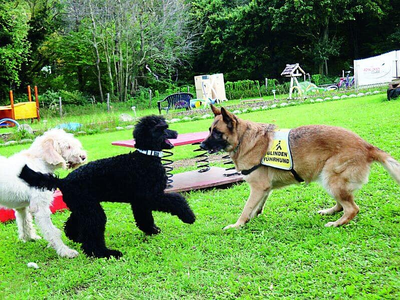 Blindenführhunde beim Spielen.