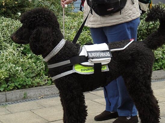Ein schwarzer Königspudel im Blindenführhundgeschirr mit seinem blinden Frauchen.