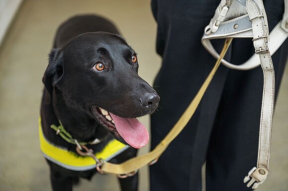 Schwarzer Hund mit gelbem Geschirr