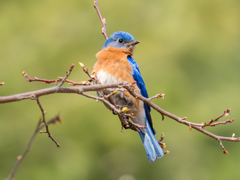 Singvögel-Wanderung mit dem Ornithologen Florian Billinger von BIRDLIFE Österreich