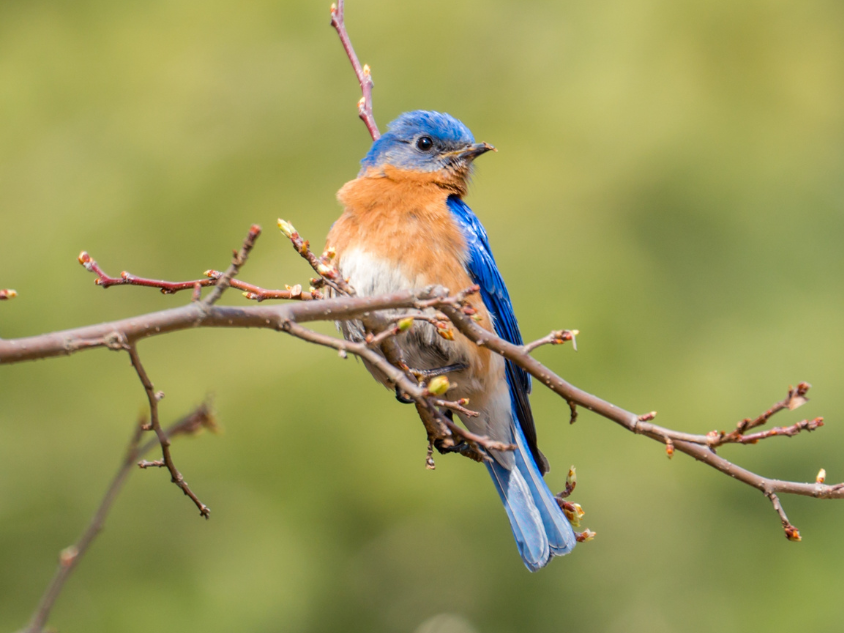 Foto von einem Vogel mit weißer, roter und gelber Farbe. Er sitzt auf einem Ast.