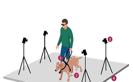 Illustration: Mann mit grünem Shirt geht mit Blindenführhund. links und rechts stehen kameras